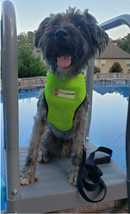 National Fur League Pet Harness - National Fur League